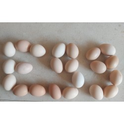 Egg - ( Domestic Chicken Egg )